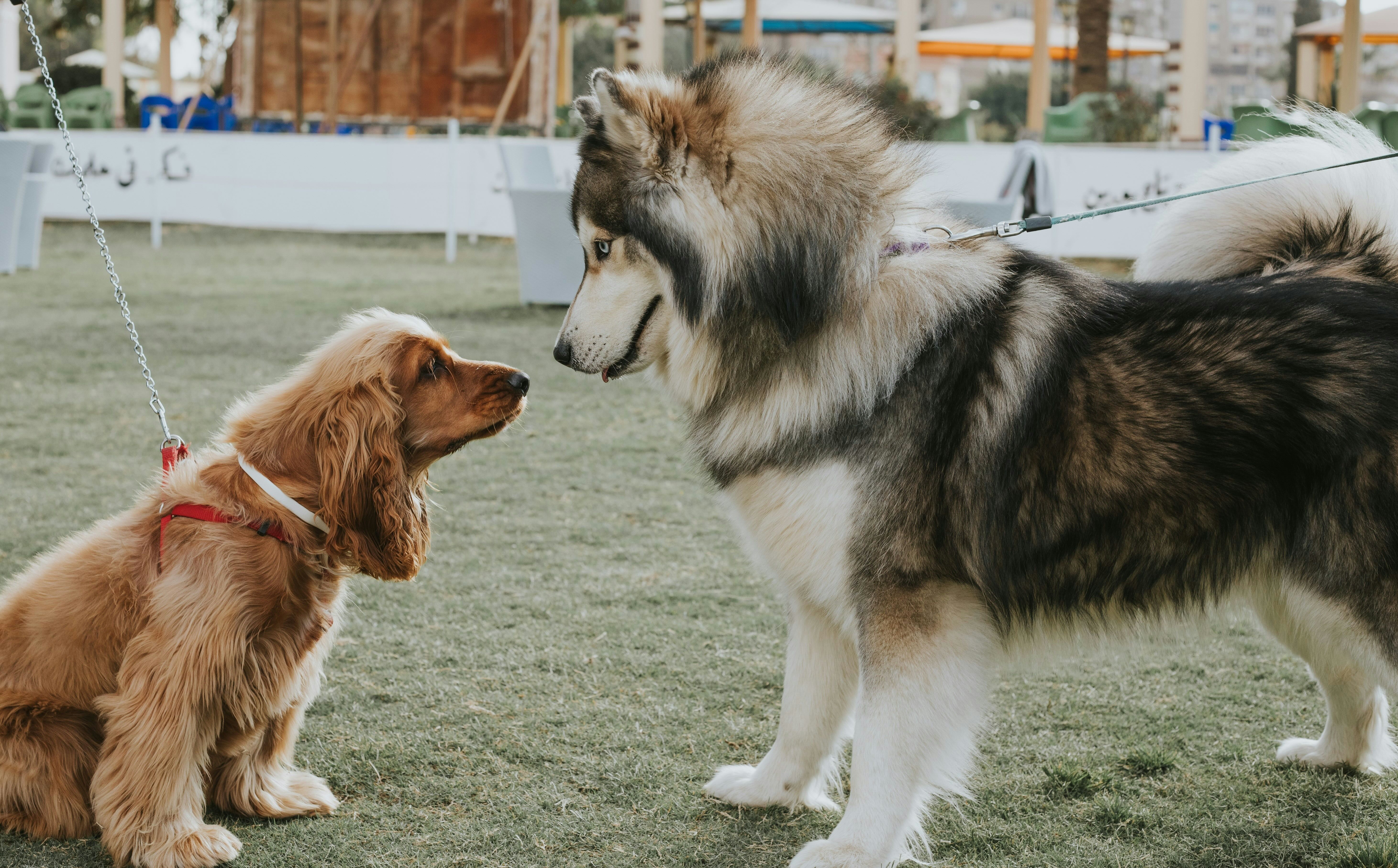 Nose to nose hellos