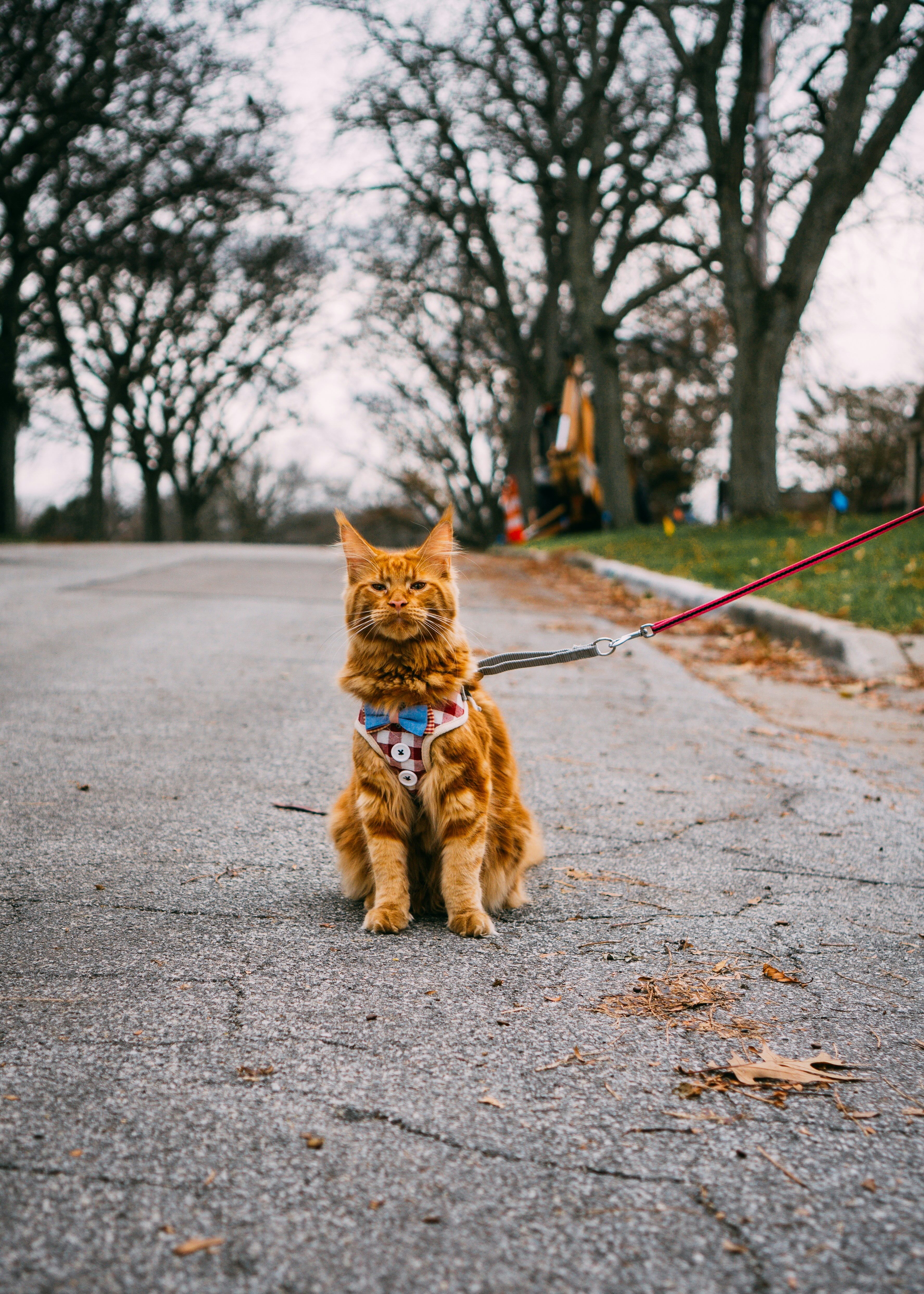 Cat on a leash