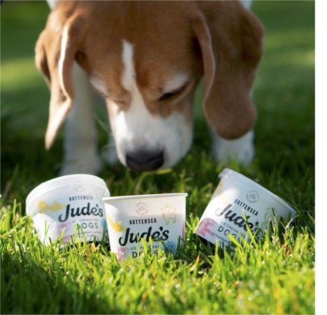 Dog ice cream